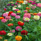 Jardin en boîte « Merci » Zinnia