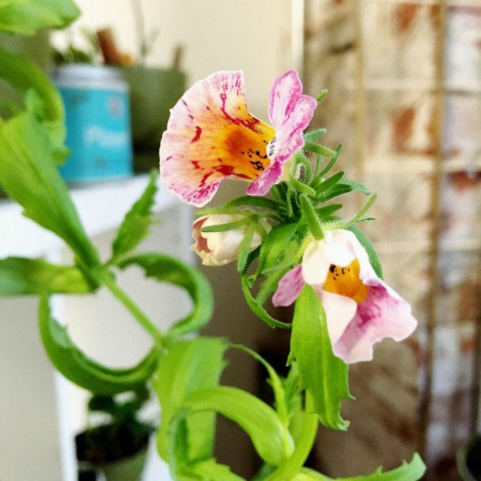 Jardin en boîte « Je t’aime » – Némésia