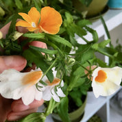Jardin en boîte « Je t’aime » – Némésia